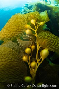 Kelp fronds showing pneumatocysts, bouyant gas-filled bubble-like structures which float the kelp plant off the ocean bottom toward the surface, where it will spread to form a roof-like canopy