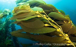 Kelp fronds showing pneumatocysts, bouyant gas-filled bubble-like structures which float the kelp plant off the ocean bottom toward the surface, where it will spread to form a roof-like canopy, Macrocystis pyrifera, San Clemente Island