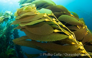 Kelp fronds showing pneumatocysts, bouyant gas-filled bubble-like structures which float the kelp plant off the ocean bottom toward the surface, where it will spread to form a roof-like canopy.