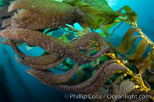 Kelp fronds showing pneumatocysts, bouyant gas-filled bubble-like structures which float the kelp plant off the ocean bottom toward the surface, where it will spread to form a roof-like canopy, Macrocystis pyrifera, San Clemente Island