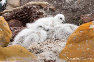 Kelp goose chicks, nestled on sand between rocks.  The kelp goose is noted for eating only seaweed, primarily of the genus ulva.  It inhabits rocky coastline habitats where it forages for kelp.