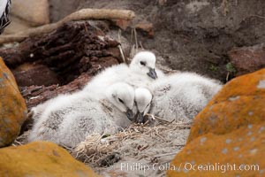 Kelp goose chicks, nestled on sand between rocks.  The kelp goose is noted for eating only seaweed, primarily of the genus ulva.  It inhabits rocky coastline habitats where it forages for kelp, Chloephaga hybrida, Chloephaga hybrida malvinarum, New Island