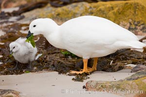 Kelp goose eating kelp, chick and adult male showing entirely white plumage.  The kelp goose is noted for eating only seaweed, primarily of the genus ulva.  It inhabits rocky coastline habitats where it forages for kelp, Chloephaga hybrida, Chloephaga hybrida malvinarum, New Island