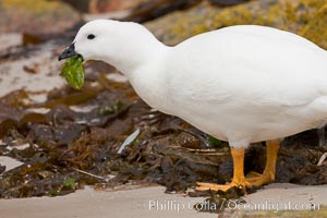 Kelp goose eating kelp, male showing entirely white plumage.  The kelp goose is noted for eating only seaweed, primarily of the genus ulva.  It inhabits rocky coastline habitats where it forages for kelp, Chloephaga hybrida, Chloephaga hybrida malvinarum, New Island