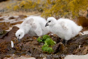 Kelp goose chicks eating kelp (seaweed).  The kelp goose is noted for eating only seaweed, primarily of the genus ulva.  It inhabits rocky coastline habitats where it forages for kelp.