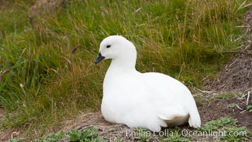 Kelp goose, male showing entirely white plumage.  The kelp goose is noted for eating only seaweed, primarily of the genus ulva.  It inhabits rocky coastline habitats where it forages for kelp, Chloephaga hybrida, Chloephaga hybrida malvinarum, New Island