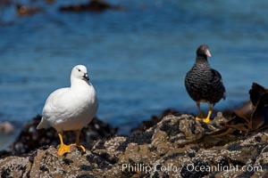 Kelp goose, male (white) and female, Chloephaga hybrida, Carcass Island