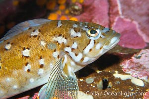 Kelp greenling, male.  Male kelp greenlings are brightly colored in contrast to the drab females, Hexagrammos decagrammus