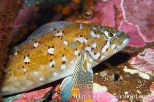 Kelp greenling, male.  Male kelp greenlings are brightly colored in contrast to the drab females, Hexagrammos decagrammus