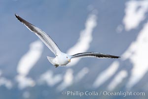 Kelp gull in flight, Andean mountains above Ushuaia in the background, Larus dominicanus, Beagle Channel