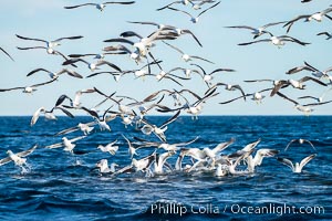 Kelp gull, Larus dominicanus, Dominican gull, large flock in flight over the ocean, Patagonia, Puerto Piramides, Chubut, Argentina