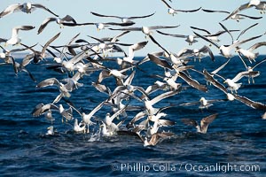 Kelp gull, Larus dominicanus, Dominican gull, large flock in flight over the ocean, Patagonia, Puerto Piramides, Chubut, Argentina