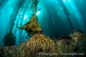 Kelp holdfast secures the kelp to the submarine rocky reef near Eagle Rock, West End, Catalina Island