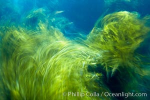 Kelp in motion, swaying back and forth in ocean surge and waves, blurred due to long time exposure.