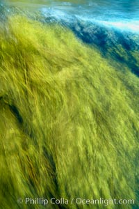 Kelp in motion, swaying back and forth in ocean surge and waves, blurred due to long time exposure, Stephanocystis dioica, Guadalupe Island (Isla Guadalupe)