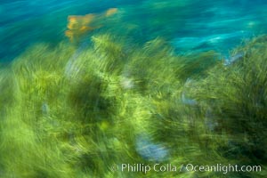 Kelp in motion, swaying back and forth in ocean surge and waves, blurred due to long time exposure, Guadalupe Island (Isla Guadalupe)