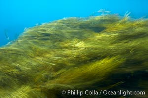 Kelp in motion, swaying back and forth in ocean surge and waves, blurred due to long time exposure, Stephanocystis dioica, Guadalupe Island (Isla Guadalupe)