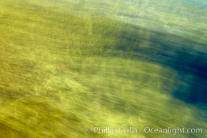 Kelp in motion, swaying back and forth in ocean surge and waves, blurred due to long time exposure, Guadalupe Island (Isla Guadalupe)