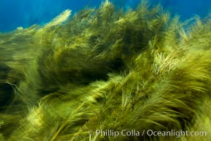 Kelp in motion, swaying back and forth in ocean surge and waves, blurred due to long time exposure.