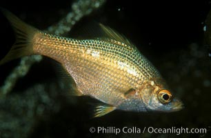 Kelp perch, Catalina, Brachyistius frenatus, Catalina Island