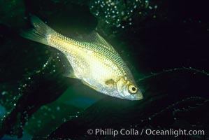 Kelp perch, Brachyistius frenatus, Catalina Island