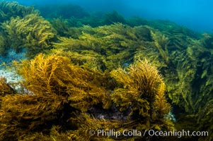 Marine algae, kelp, Stephanocystis dioica, Guadalupe Island (Isla Guadalupe)
