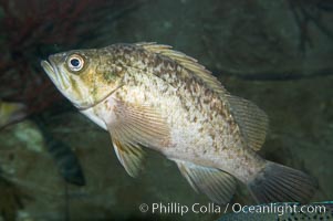 Kelp rockfish, Sebastes atrovirens