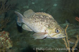 Kelp rockfish, Sebastes atrovirens