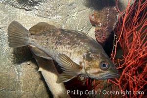 Kelp rockfish, Sebastes atrovirens