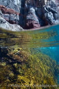 Kelp and volcanic shoreline rocks, half and half view, at waters edge.