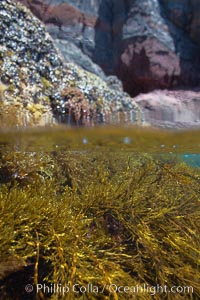 Kelp and volcanic shoreline rocks, half and half view, at waters edge, Stephanocystis dioica, Guadalupe Island (Isla Guadalupe)