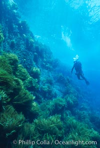 Kelp wall at Isla Afuera, Guadalupe Island, Guadalupe Island (Isla Guadalupe)