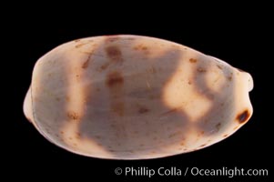 Kiener's Cowrie, Cypraea kieneri