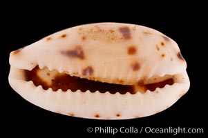 Kiener's Cowrie, Cypraea kieneri