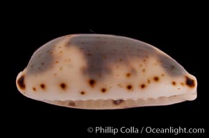 Kiener's Cowrie, Cypraea kieneri