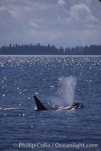 Killer whale (orca), Orcinus orca, Frederick Sound