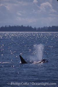 Killer whale (orca), Orcinus orca, Frederick Sound