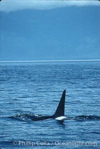 Killer whale (orca), Orcinus orca, Frederick Sound