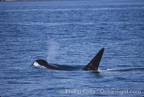 Killer whale (orca), Orcinus orca, Frederick Sound