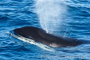 Killer Whale, Biggs Transient Orca, Palos Verdes, Orcinus orca