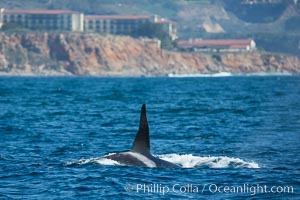 Killer Whale, Biggs Transient Orca, Palos Verdes, Orcinus orca