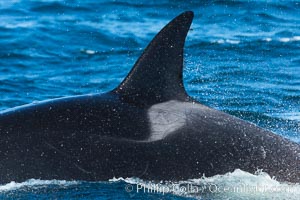 Saddle patch and dorsal fin of a killer whale, Palos Verdes, Orcinus orca