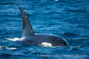 Adult male killer whale, tall dorsal fin, Palos Verdes