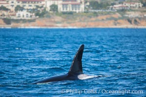 Killer Whale, Biggs Transient Orca, Palos Verdes, Orcinus orca