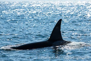 Killer Whale, Biggs Transient Orca, Palos Verdes