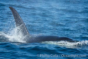 Killer Whale, Biggs Transient Orca, Palos Verdes