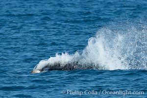 Killer whale attacking sea lion.  Biggs transient orca and California sea lion, Orcinus orca, Zalophus californianus, Palos Verdes