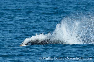 Killer whale attacking sea lion.  Biggs transient orca and California sea lion.