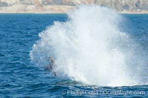 Killer whale attacking sea lion.  Biggs transient orca and California sea lion.