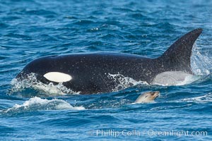 Killer whale attacking sea lion.  Biggs transient orca and California sea lion.